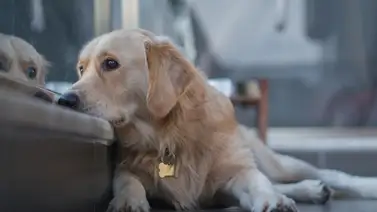 ¡Atención! Esta situación puede matar a tu perro ¡Atención! Esta situación puede matar a tu perro