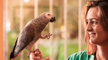 ¿Quieres que tu loro hable? Esto debes hacer