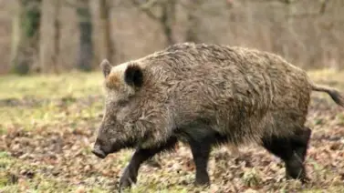 Francia| Jabalí interrumpe en una escuela y esto pasó (+Video) Francia| Jabalí interrumpe en una escuela y esto pasó (+Video)