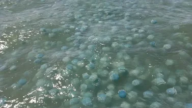 Advierten de invasión de medusas en costas venezolanas (+Video)