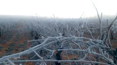 Estados Unidos sufrirá daños en sus cultivos debido al congelamiento Estados Unidos sufrirá daños en sus cultivos debido al congelamiento