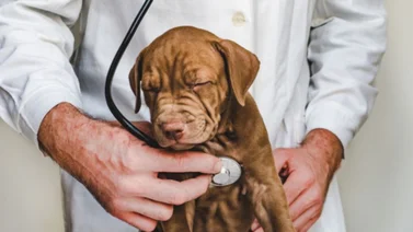 Identifica si tu perro sufre de esta peligrosa enfermedad