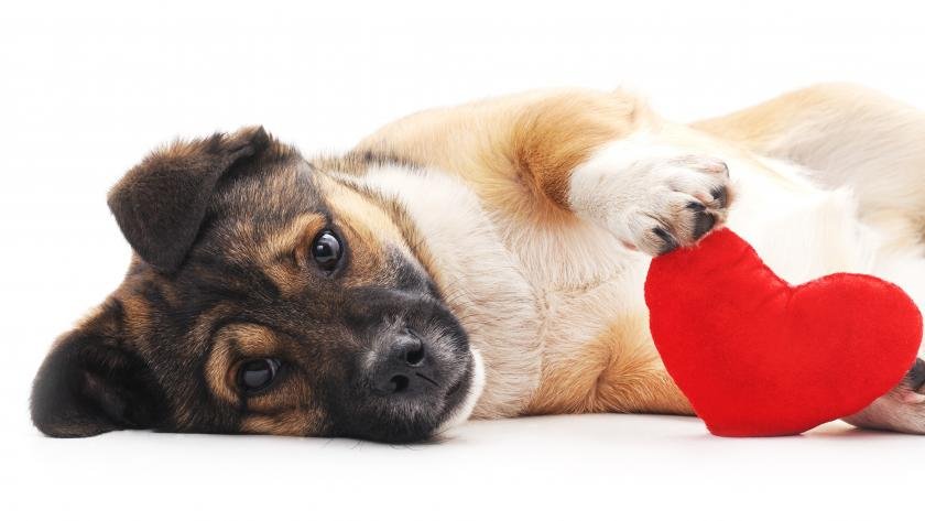 Identifica si tu perro sufre de esta peligrosa enfermedad Identifica si tu perro sufre de esta peligrosa enfermedad