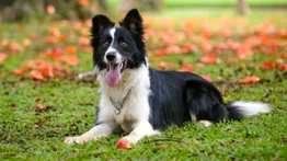 Estas son las razas de perros más inteligentes