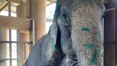 ¡Merecido descanso!: Elefante rescatado tras 80 años de trabajo duro (+Video)