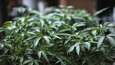 Ecuatorianos exigen en Quito despenalizar el cannabis