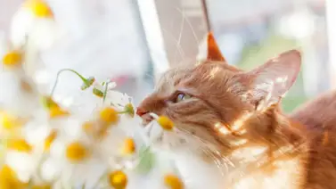 Entérate cuáles son los olores que odian los felinos Entérate cuáles son los olores que odian los felinos