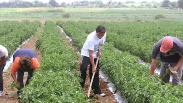 Conoce el nuevo kit "Trabuco CLAP" (+Productos) Conoce el nuevo kit "Trabuco CLAP" (+Productos)