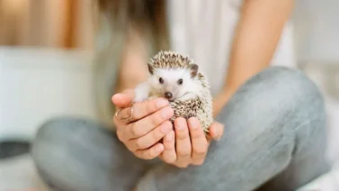 ¿Te gusta lo exótico? Esta mascota es para ti