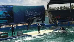 Polémica: Seaquarium se niega a acatar la decisión del condado de Miami-Dade