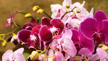 Científicos de este país descubren nuevas especies de orquídeas Científicos de este país descubren nuevas especies de orquídeas