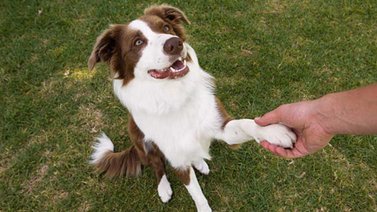 ¿El perro es zurdo o diestro? ¡Descúbrelo!