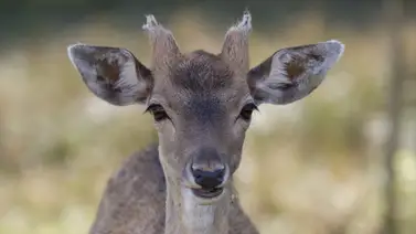 Detectan casos positivos de “enfermedad del venado zombi” en parques de EEUU Detectan casos positivos de “enfermedad del venado zombi” en parques de EEUU