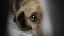 LO ÚLTIMO: Reportan envenenamiento masivo de mascotas (+Detalles)