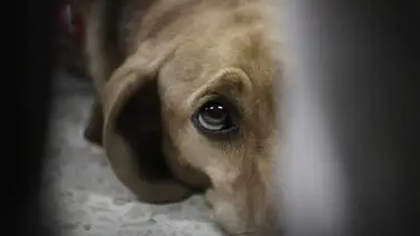 LO ÚLTIMO: Reportan envenenamiento masivo de mascotas (+Detalles) LO ÚLTIMO: Reportan envenenamiento masivo de mascotas (+Detalles)