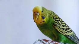 ¡Sencillo! Descubre si el periquito es macho o hembra