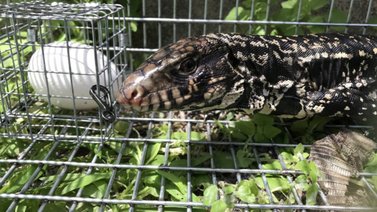 Utilizan Inteligencia Artificial para erradicar reptiles invasores de Florida