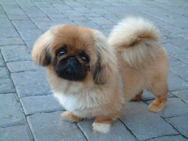 Looks caninos según su raza ¡Conoce cuál va con tu mascota! Looks caninos según su raza ¡Conoce cuál va con tu mascota!