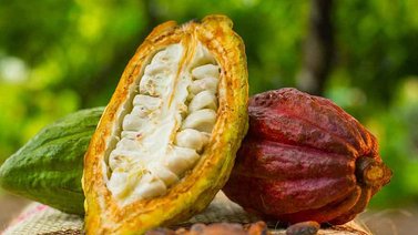 Venezuela exporta más de 300 toneladas de cacao (+Detalles)