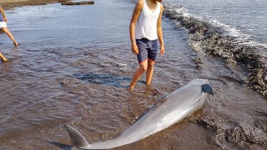Aparece manada de delfines en la costa de Falcón (+Imágenes)