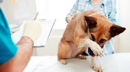 La castración animal puede ayudar a tu perro más de lo que crees