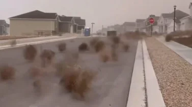 ¡De película! Plantas rodadoras invaden zona de Estados Unidos