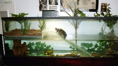 Claves para mantener la higiene de este animal doméstico Claves para mantener la higiene de este animal doméstico