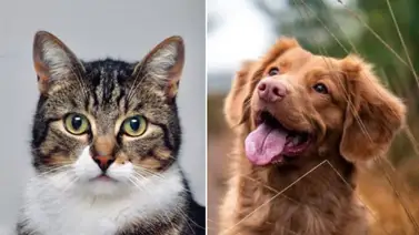 MP: Investigan el homicidio "sin piedad" de una mascota en La Guaira MP: Investigan el homicidio "sin piedad" de una mascota en La Guaira