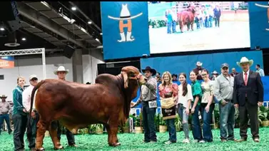 Venezolano gana feria de cría de ganado en Houston Venezolano gana feria de cría de ganado en Houston
