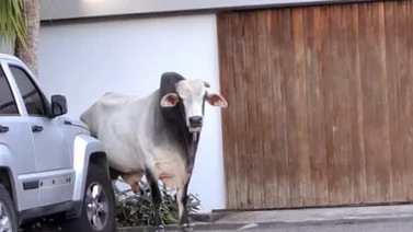 Final feliz para el toro que causó alarma en El Hatillo (+VIDEO)