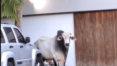 Reportan toro suelto en El Hatillo este #1Mar