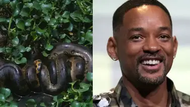 Will Smith ayudó en el descubrimiento de la serpiente más grande del mundo Will Smith ayudó en el descubrimiento de la serpiente más grande del mundo