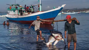Detienen a tres hombres por llevar 26 tiburones desmembrados en Sucre Detienen a tres hombres por llevar 26 tiburones desmembrados en Sucre
