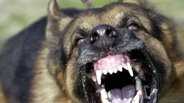 Mujer falleció tras ser atacada por tres perros en La Guaira Mujer falleció tras ser atacada por tres perros en La Guaira