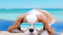 Entérate si las altas temperaturas afectan a tu perro