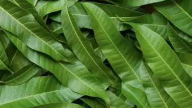 ¿Problemas de salud? Esta hoja los solucionará ¿Problemas de salud? Esta hoja los solucionará