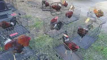 Incautan decenas de animales durante operativo en Houston (+Detalles) Incautan decenas de animales durante operativo en Houston (+Detalles)