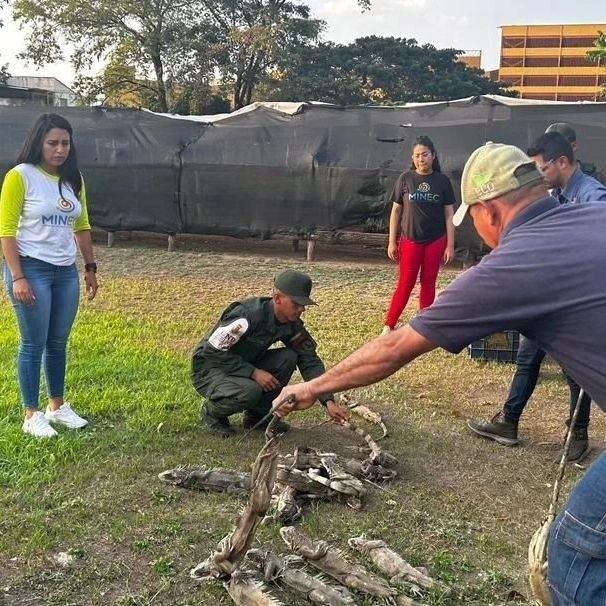 Detienen a sujeto por transportar 40 iguanas en un bolso (+Fotos)