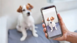¿Mascotas influencers?: Este perro demuestra habilidades a sus seguidores (+Videos)