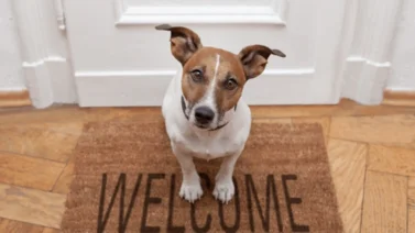 Tu perrito ya no ensuciará la casa ¡Te decimos por qué!