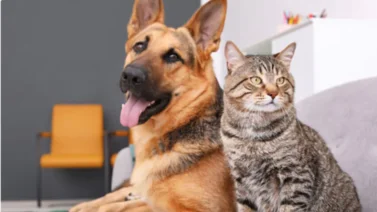 Jornada de vacunación para mascotas este #17Feb
