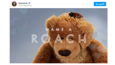 New York | En este zoológico una cucaracha puede llevar el nombre de tu ex
