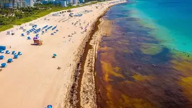 Todo lo que debes saber sobre el sargazo, la masa de algas que se aproxima a Florida Todo lo que debes saber sobre el sargazo, la masa de algas que se aproxima a Florida