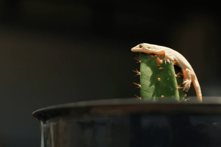 Con esta mascota ya no tendrás más insectos en casa Con esta mascota ya no tendrás más insectos en casa