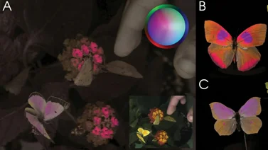 Este curioso invento permite saber cómo los animales ven colores