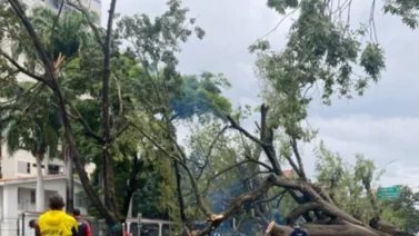 Lara| Caída de árboles y quebradas crecidas por fuertes lluvias