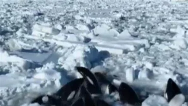Más de 10 de orcas atrapadas en el hielo luchan por su vida (+Video)