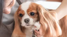 Forma correcta de cortar las uñas del perro