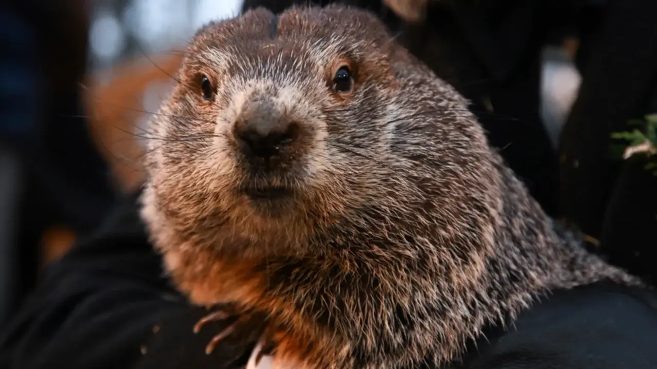Día de la Marmota 2024: ¿Qué dijo Phil sobre la primavera?