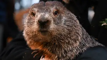 Día de la Marmota 2024: ¿Qué dijo Phil sobre la primavera? Día de la Marmota 2024: ¿Qué dijo Phil sobre la primavera?